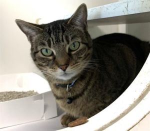 CHICA Domestic Short Hair Cat