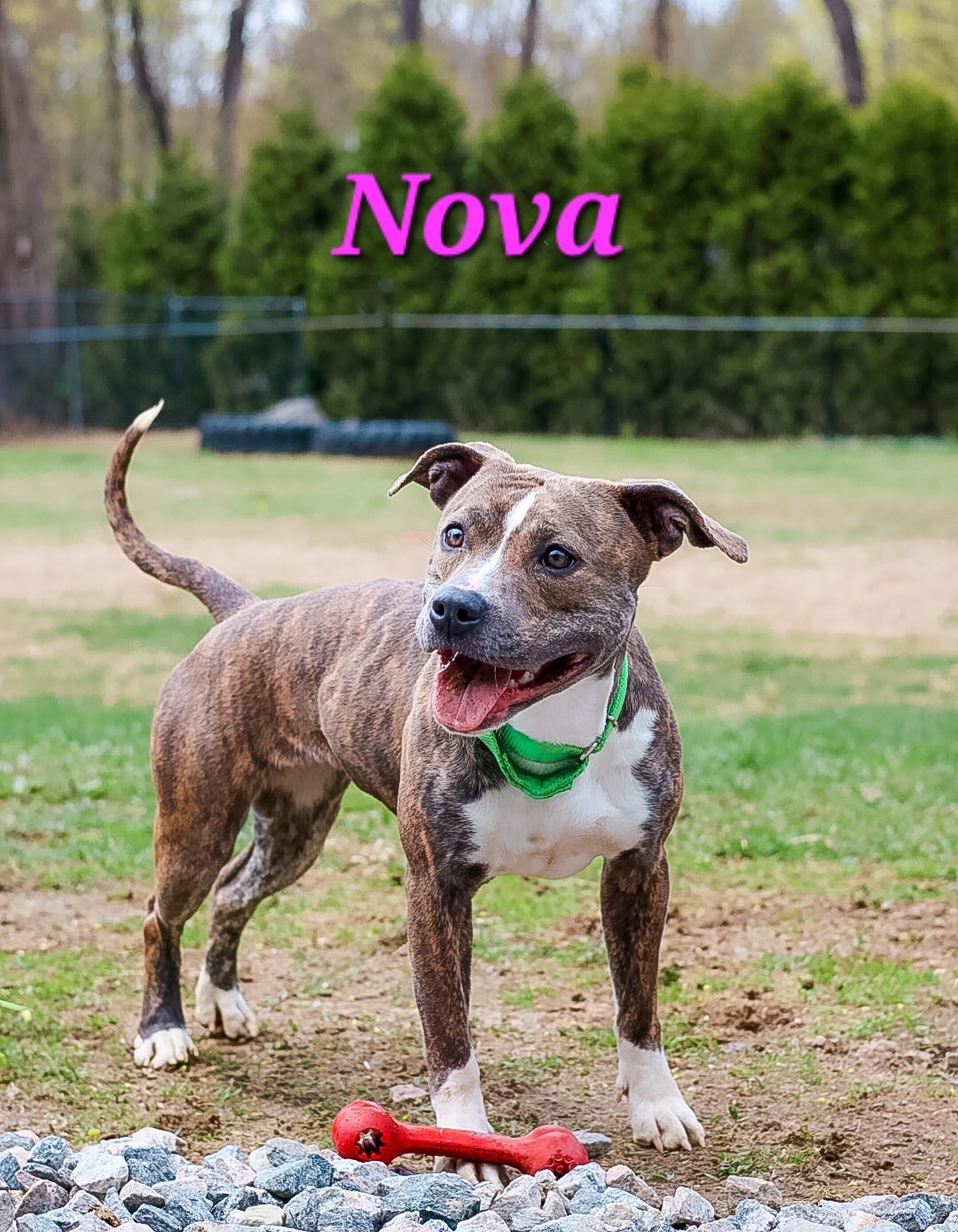 Nova