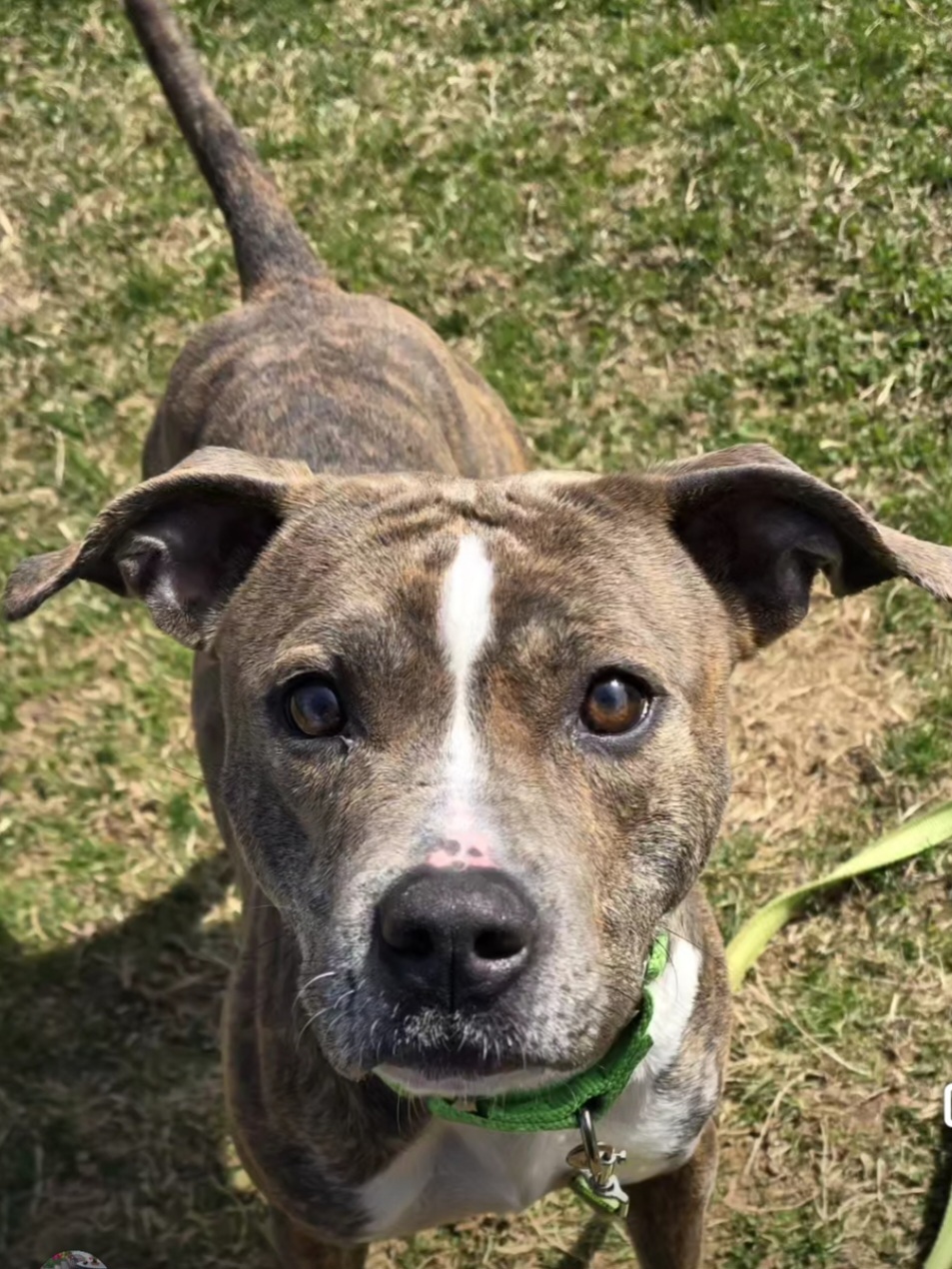 Nova