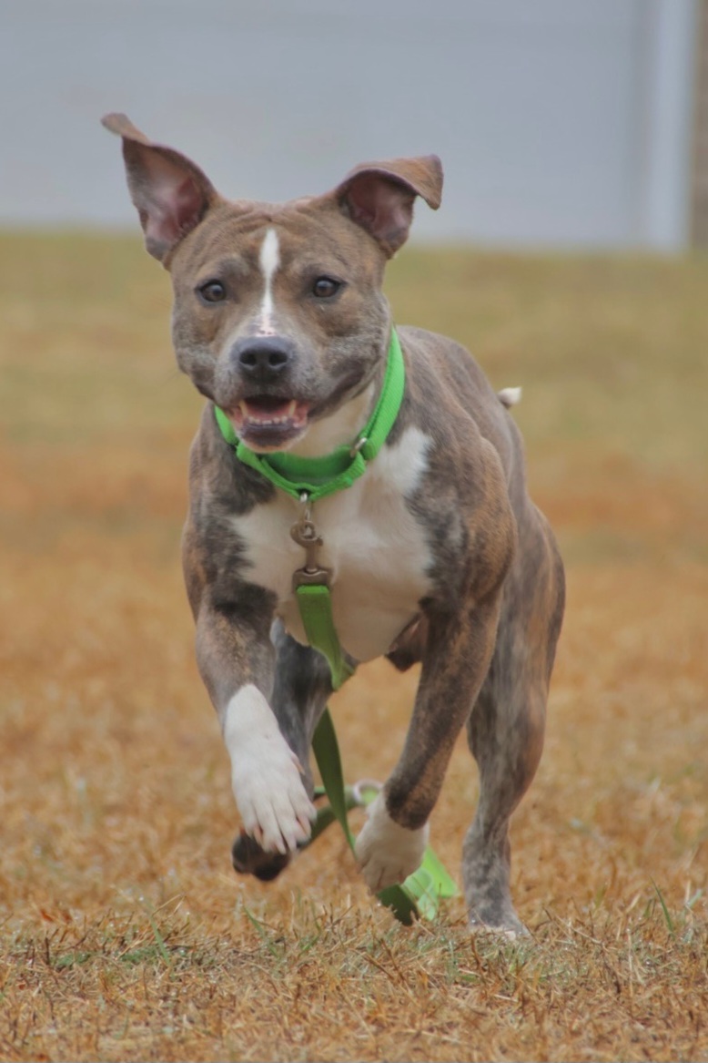 Nova