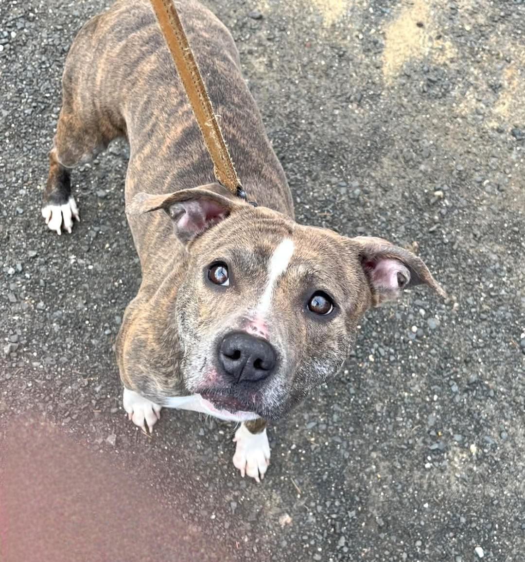 Nova