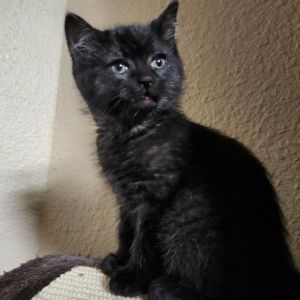 Daemon, Baby Male unknown