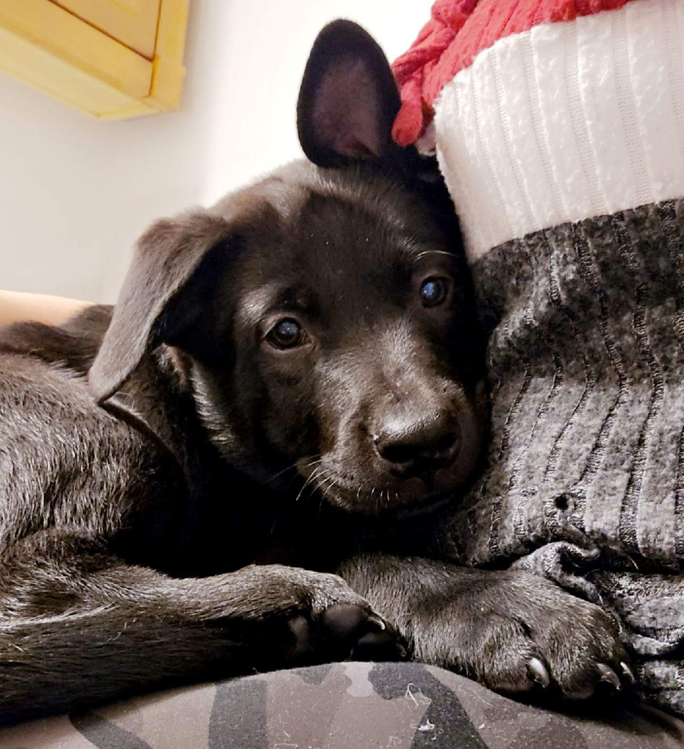 Valentino