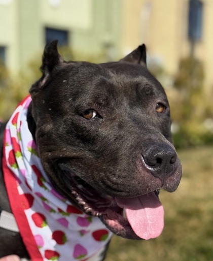Helga, an adoptable Mixed Breed in Walla Walla, WA, 99362 | Photo Image 1