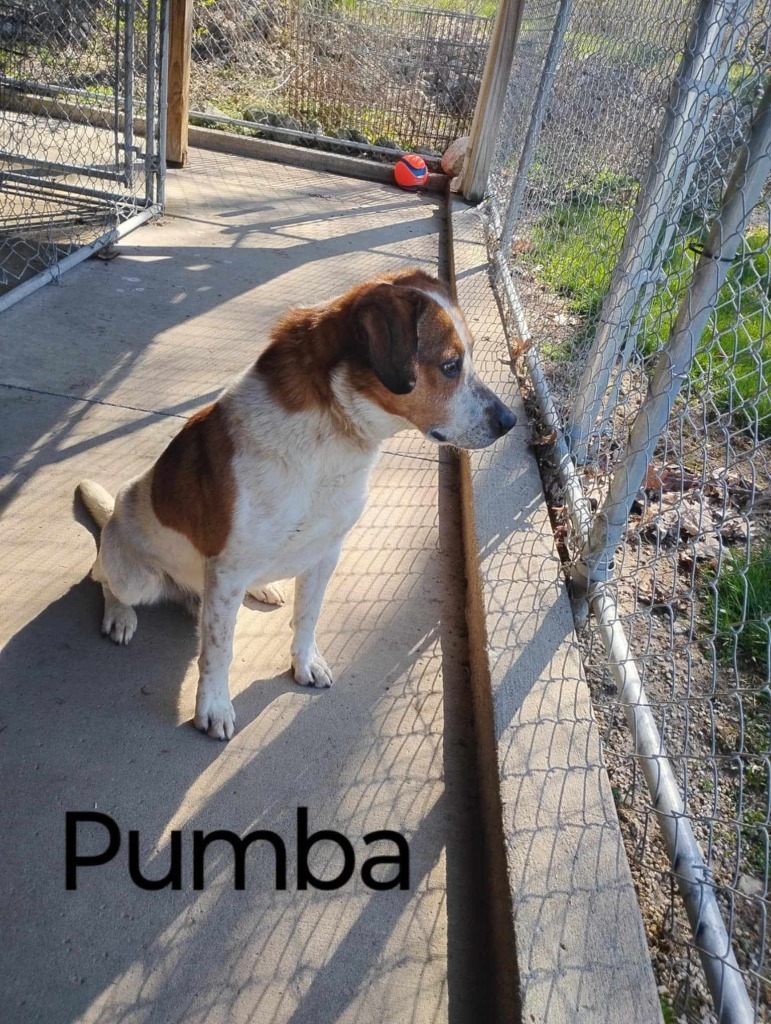 Pumba