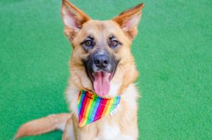Hi there My name is Holmes and Im a 1-year-old neutered shepherd mix that currently weighs about