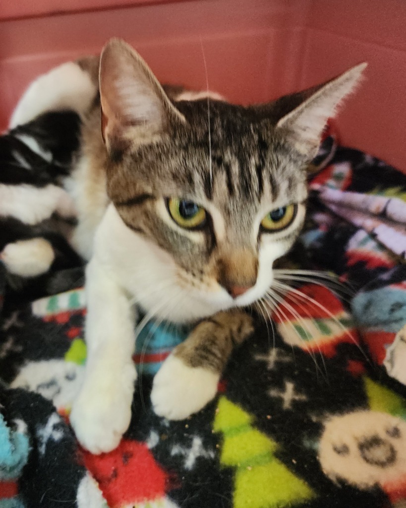 Oakley, an adoptable Domestic Short Hair in Gold Beach, OR, 97444 | Photo Image 1