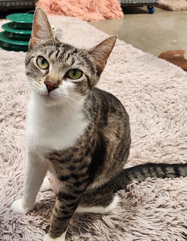 Oakley, an adoptable Domestic Short Hair in Gold Beach, OR, 97444 | Photo Image 1