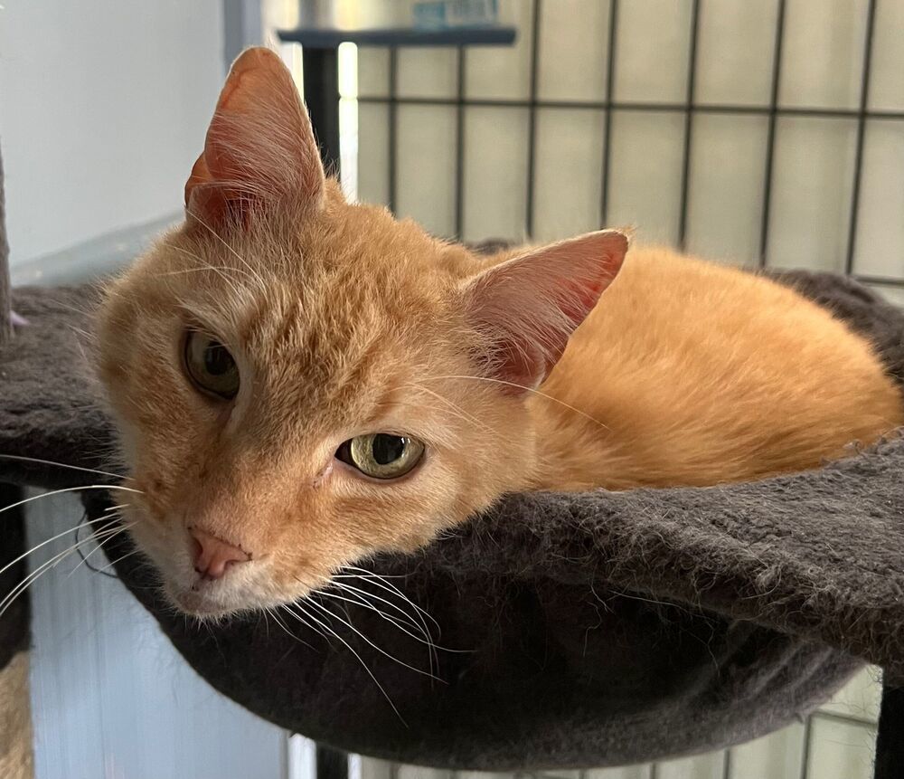 Wheeler, an adoptable Domestic Short Hair in McPherson, KS, 67460 | Photo Image 1