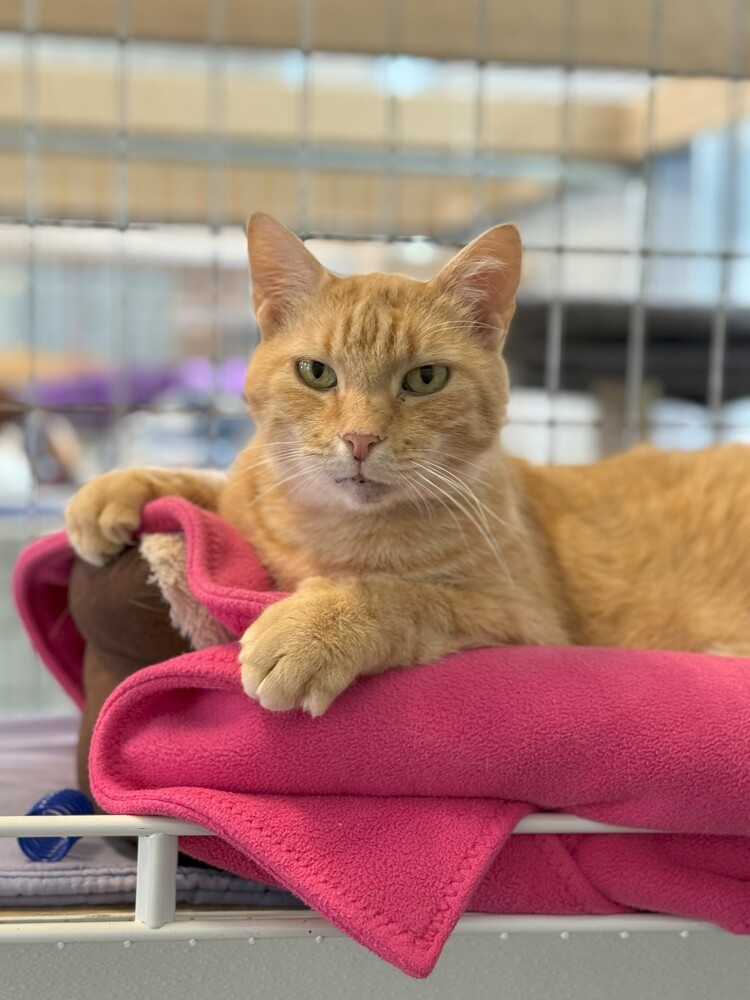 Wheeler, an adoptable Domestic Short Hair in McPherson, KS, 67460 | Photo Image 1