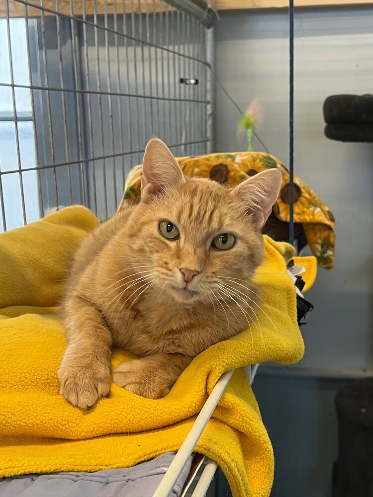 Wheeler, an adoptable Domestic Short Hair in McPherson, KS, 67460 | Photo Image 2