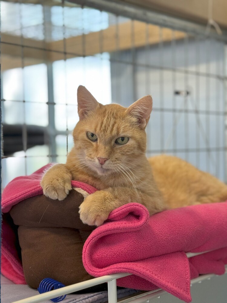 Wheeler, an adoptable Domestic Short Hair in McPherson, KS, 67460 | Photo Image 3