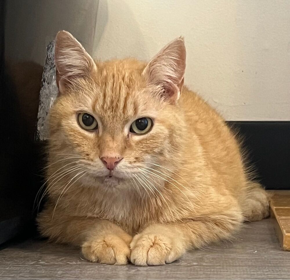 Wheeler, an adoptable Domestic Short Hair in McPherson, KS, 67460 | Photo Image 6