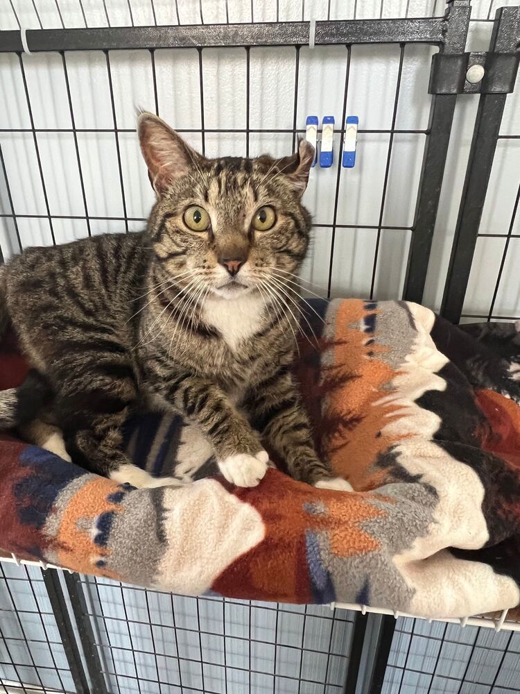 Gallagher, an adoptable Domestic Short Hair in McPherson, KS, 67460 | Photo Image 2