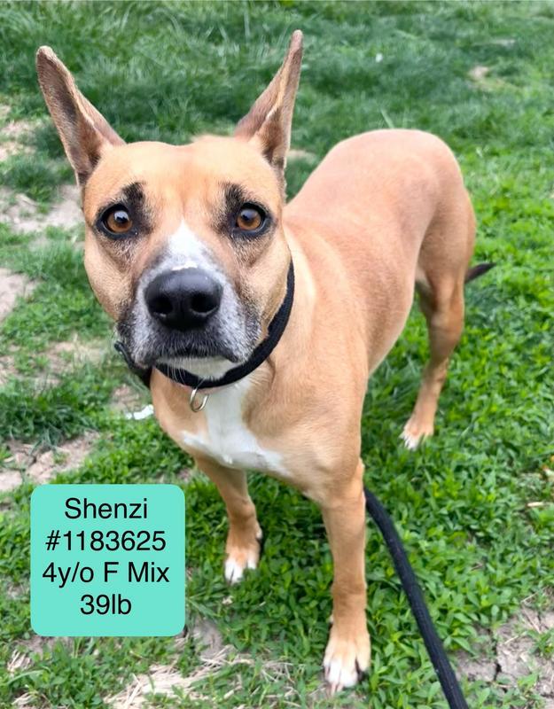 Shenzi