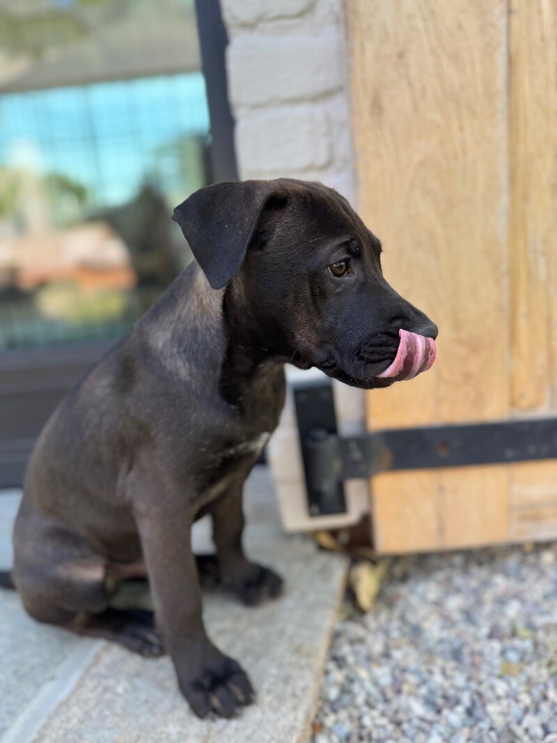 Guinness