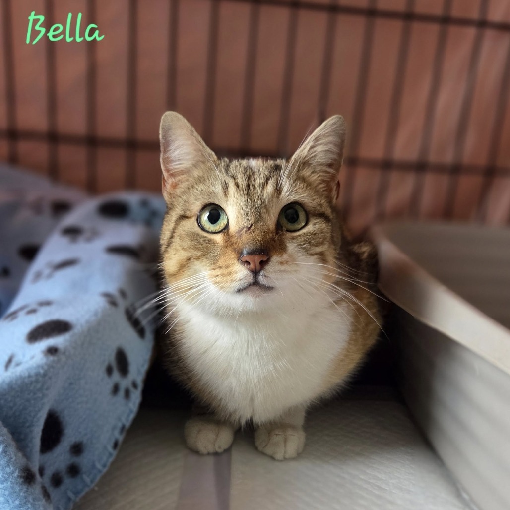 Bella