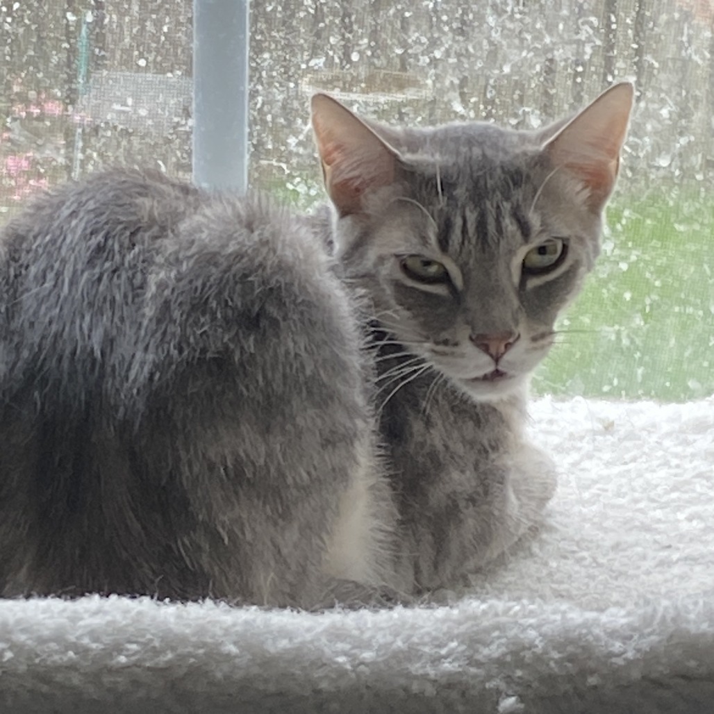 Pierre