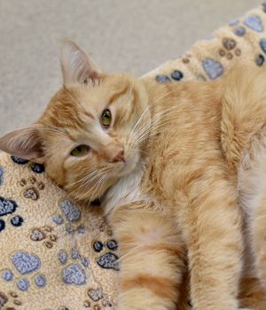 Meet Saffron This handsome kitty came to Good Mews from a local county animal control for a better 