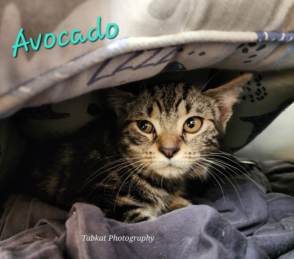 Avocado