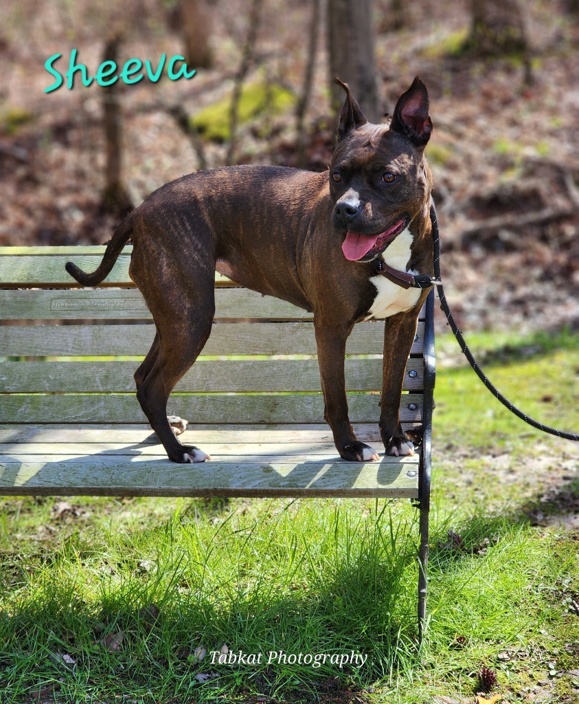 Sheeva