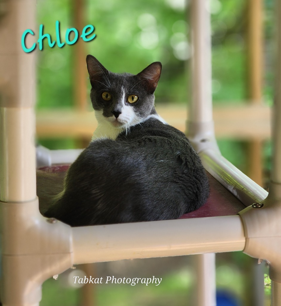 Chloee