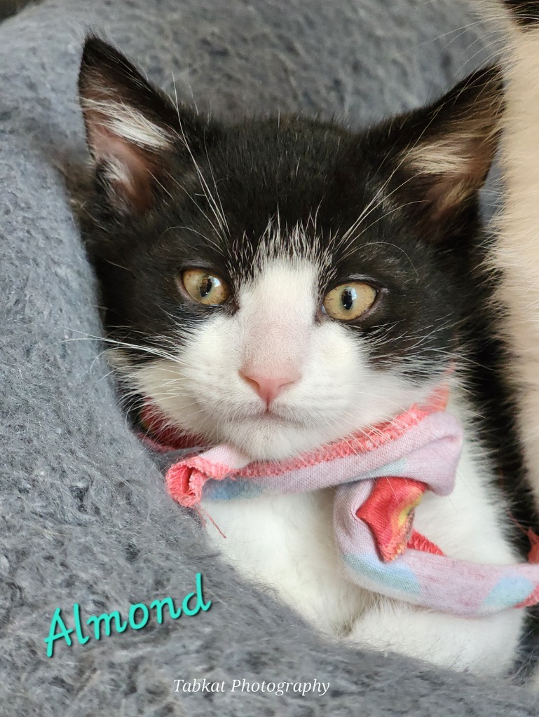 Almond