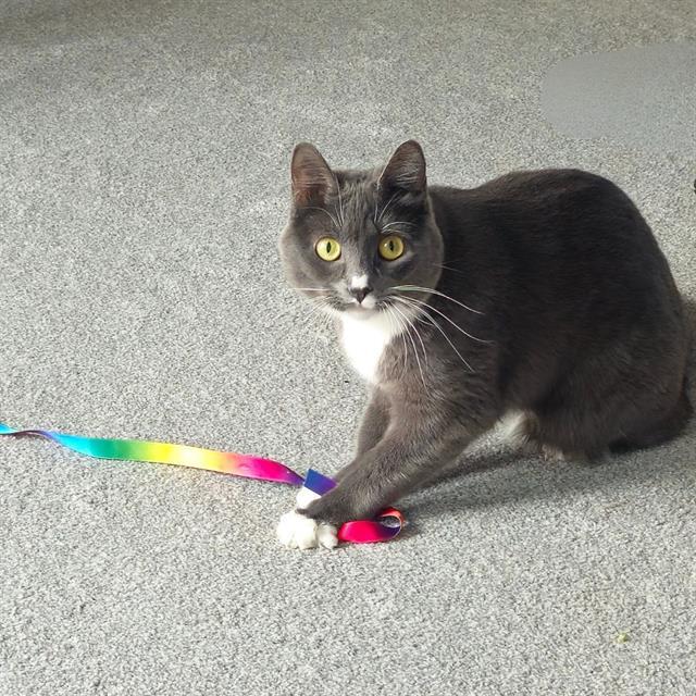 NOVA