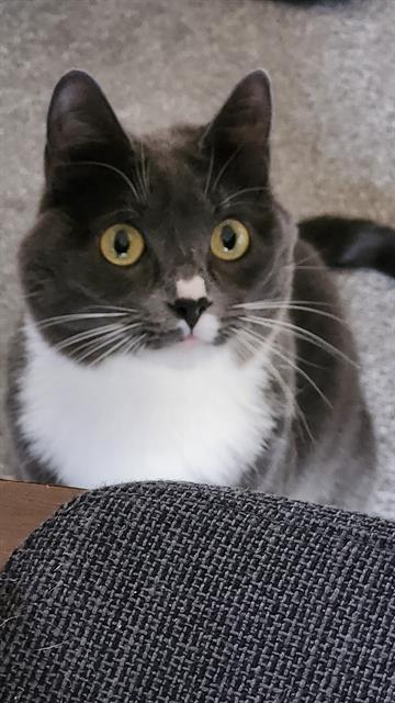 NOVA