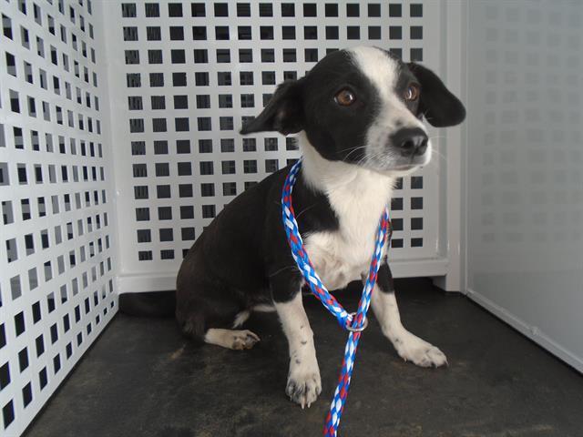 Dog, an adoptable Chihuahua, Mixed Breed in Blythe, CA, 92225 | Photo Image 1