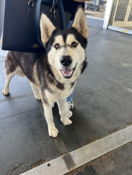 BALTO