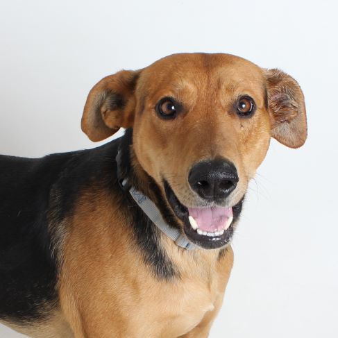 Spencer, an adoptable Shepherd in Redding, CA, 96099 | Photo Image 7