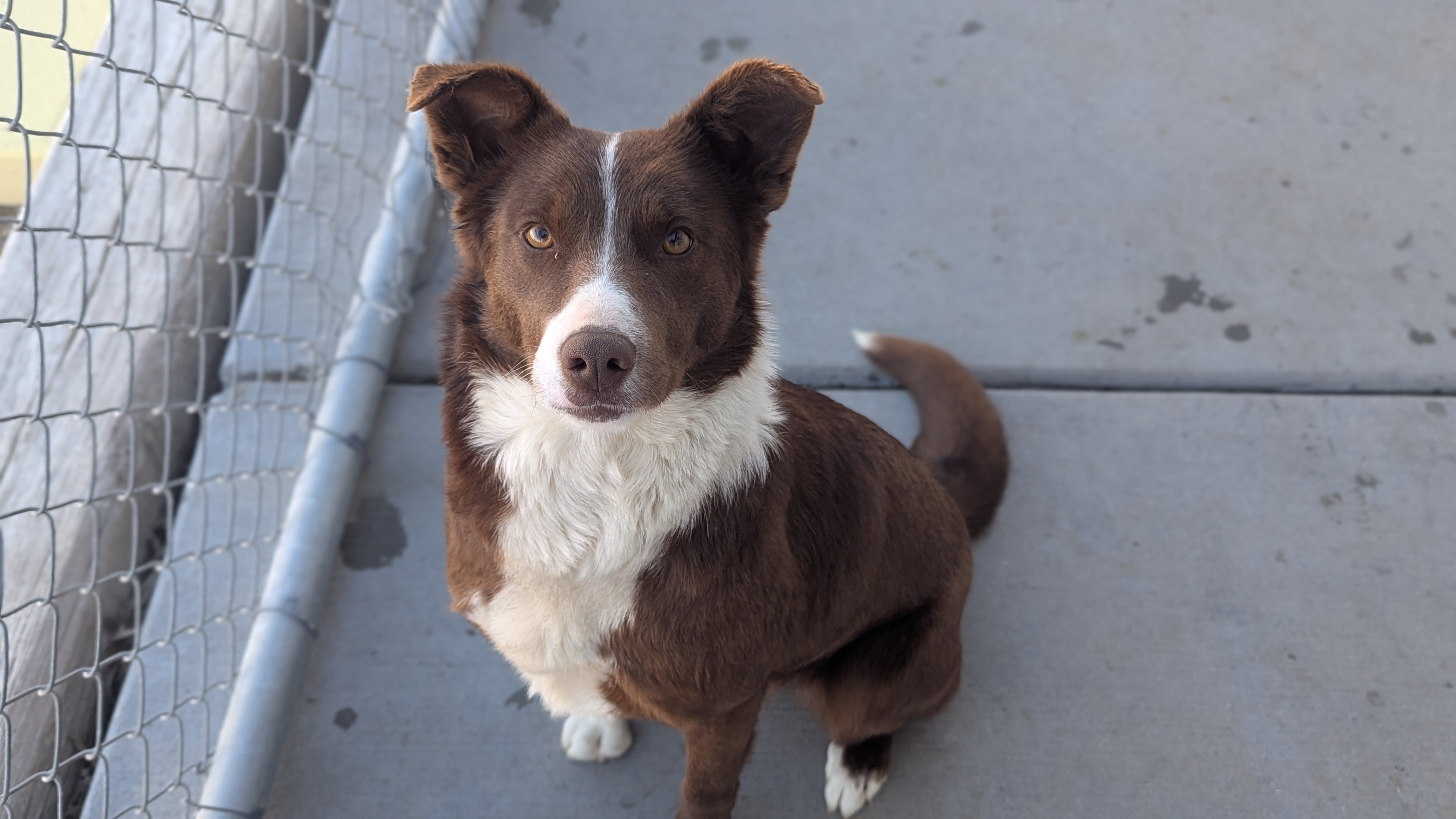Poppy, an adoptable German Shorthaired Pointer, Border Collie in Castle Dale, UT, 84513 | Photo Image 1