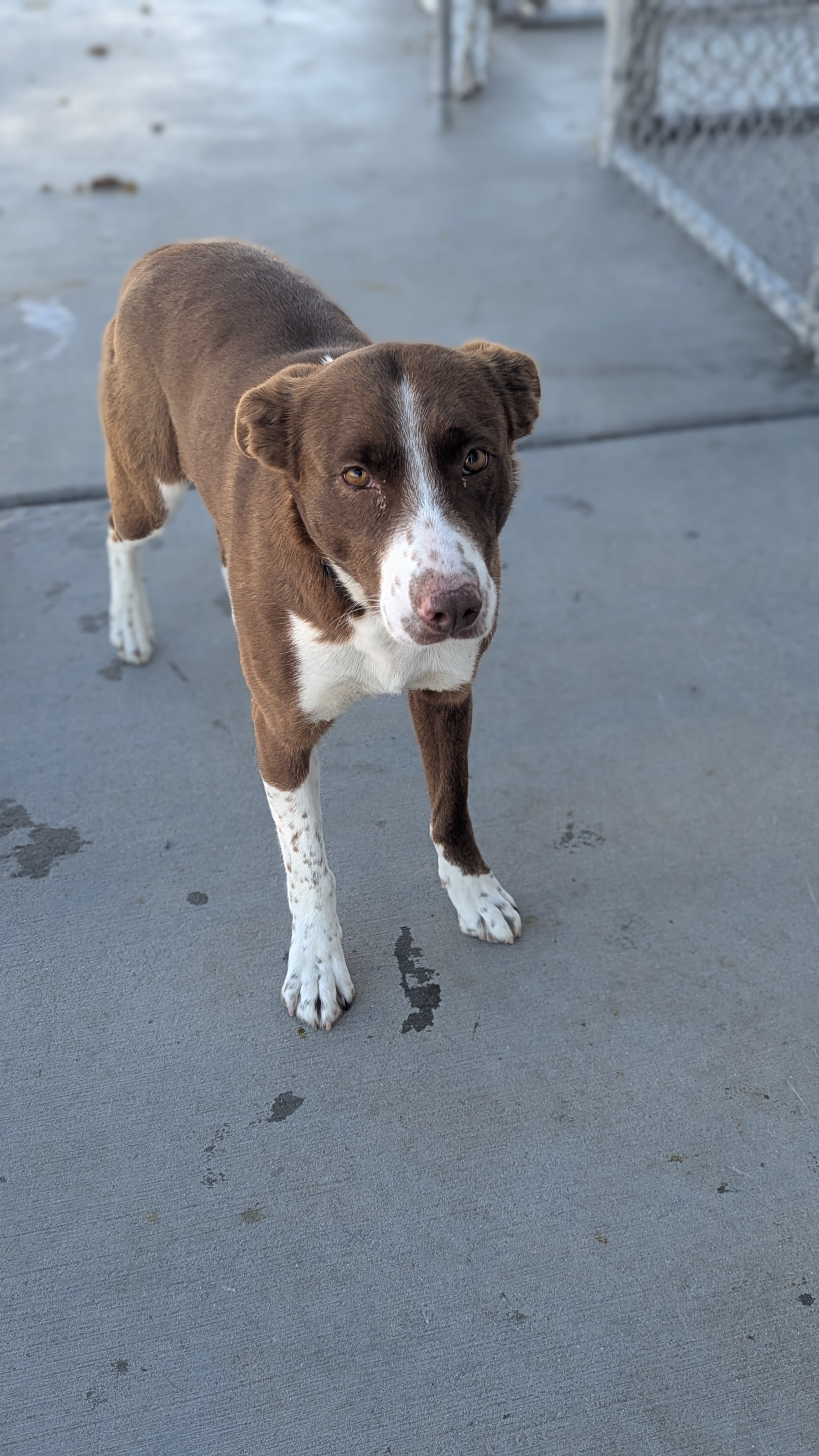 Daisy, an adoptable Lancashire Heeler, Border Collie in Castle Dale, UT, 84513 | Photo Image 1