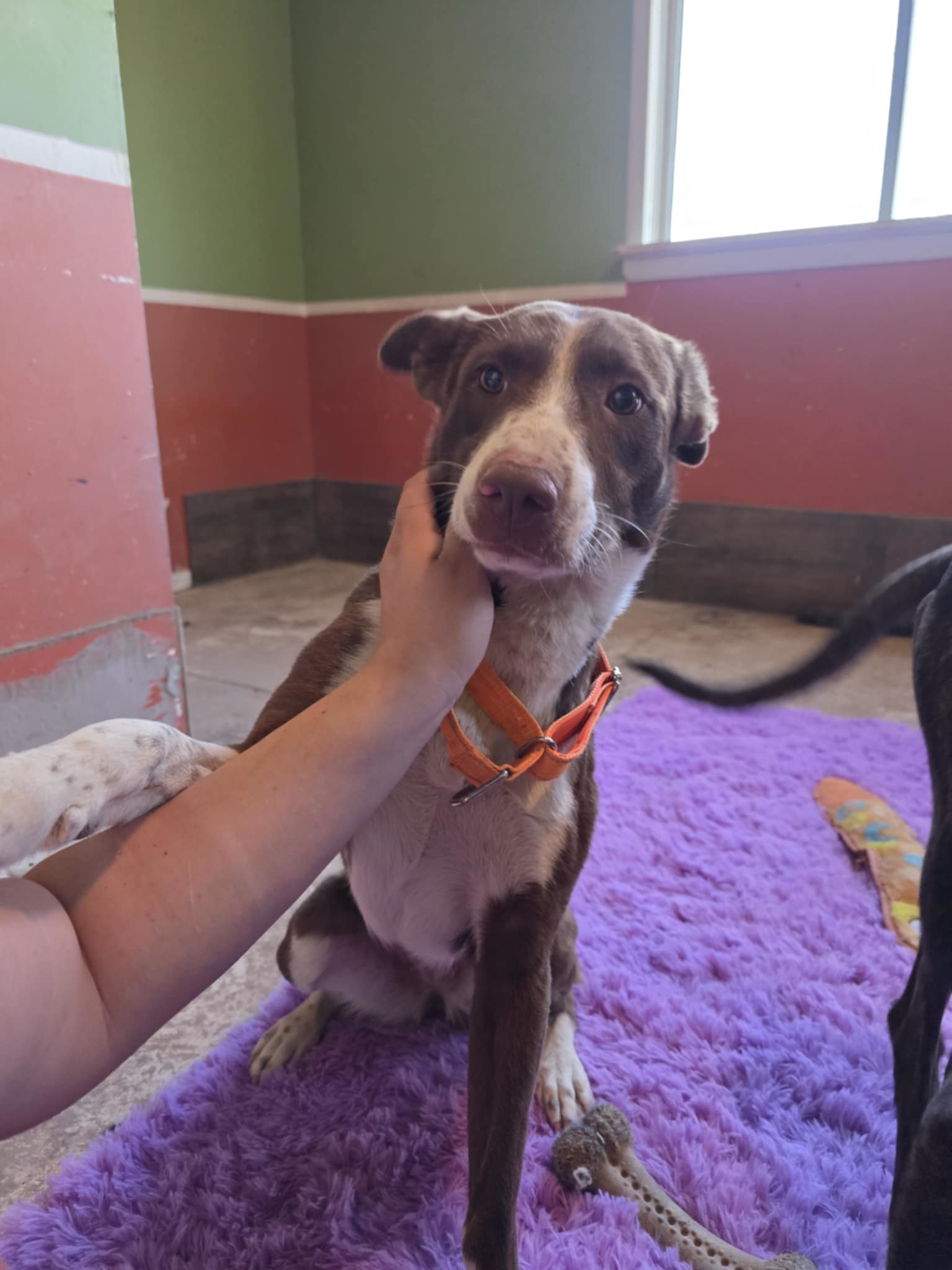 Daisy, an adoptable Lancashire Heeler, Border Collie in Castle Dale, UT, 84513 | Photo Image 1