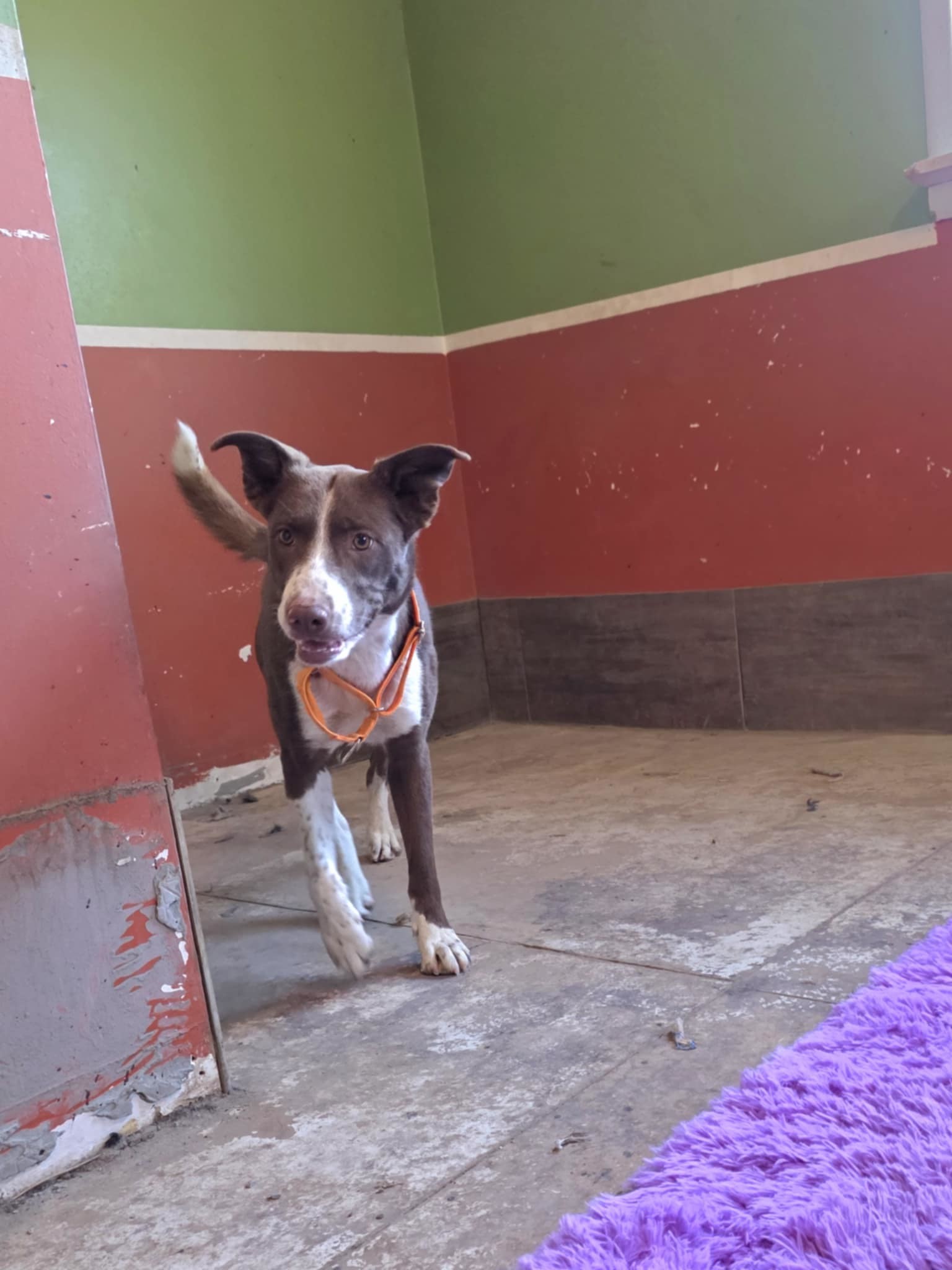 Daisy, an adoptable Lancashire Heeler, Border Collie in Castle Dale, UT, 84513 | Photo Image 3