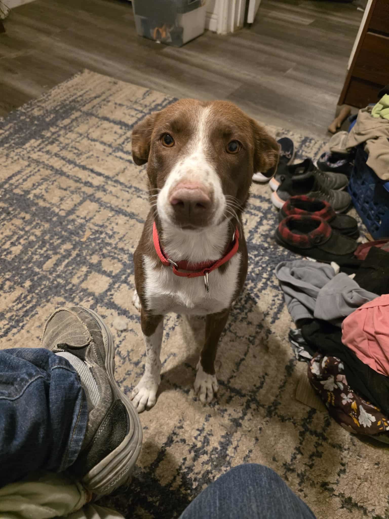 Daisy, an adoptable Lancashire Heeler, Border Collie in Castle Dale, UT, 84513 | Photo Image 4