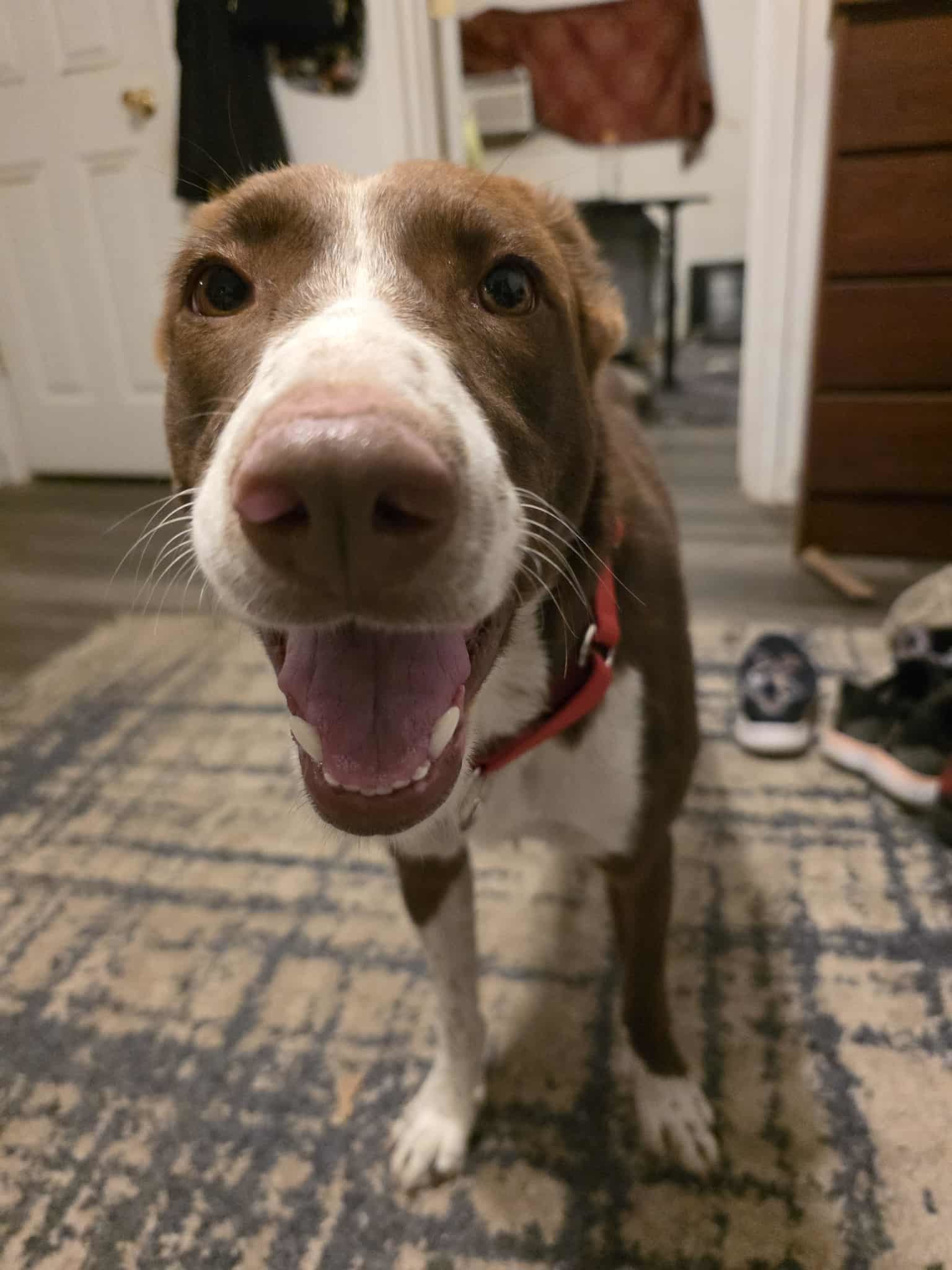 Daisy, an adoptable Lancashire Heeler, Border Collie in Castle Dale, UT, 84513 | Photo Image 6