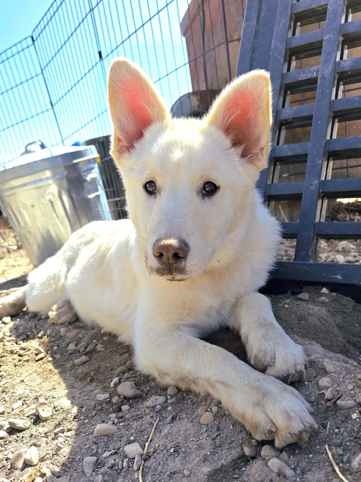 Callie, an adoptable Siberian Husky in Castle Dale, UT, 84513 | Photo Image 1