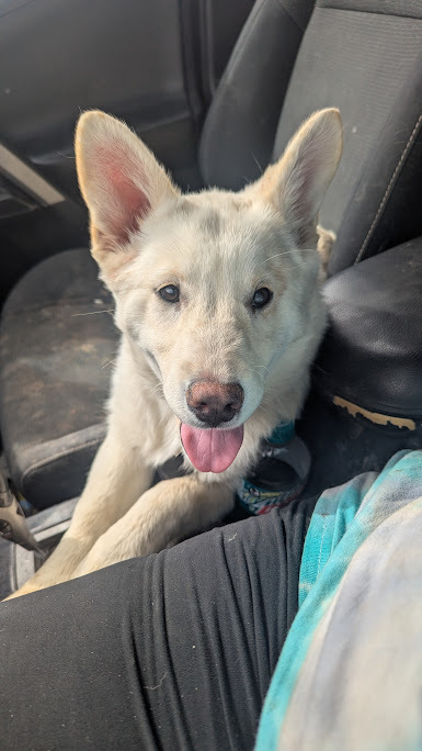 Callie, an adoptable Siberian Husky in Castle Dale, UT, 84513 | Photo Image 2