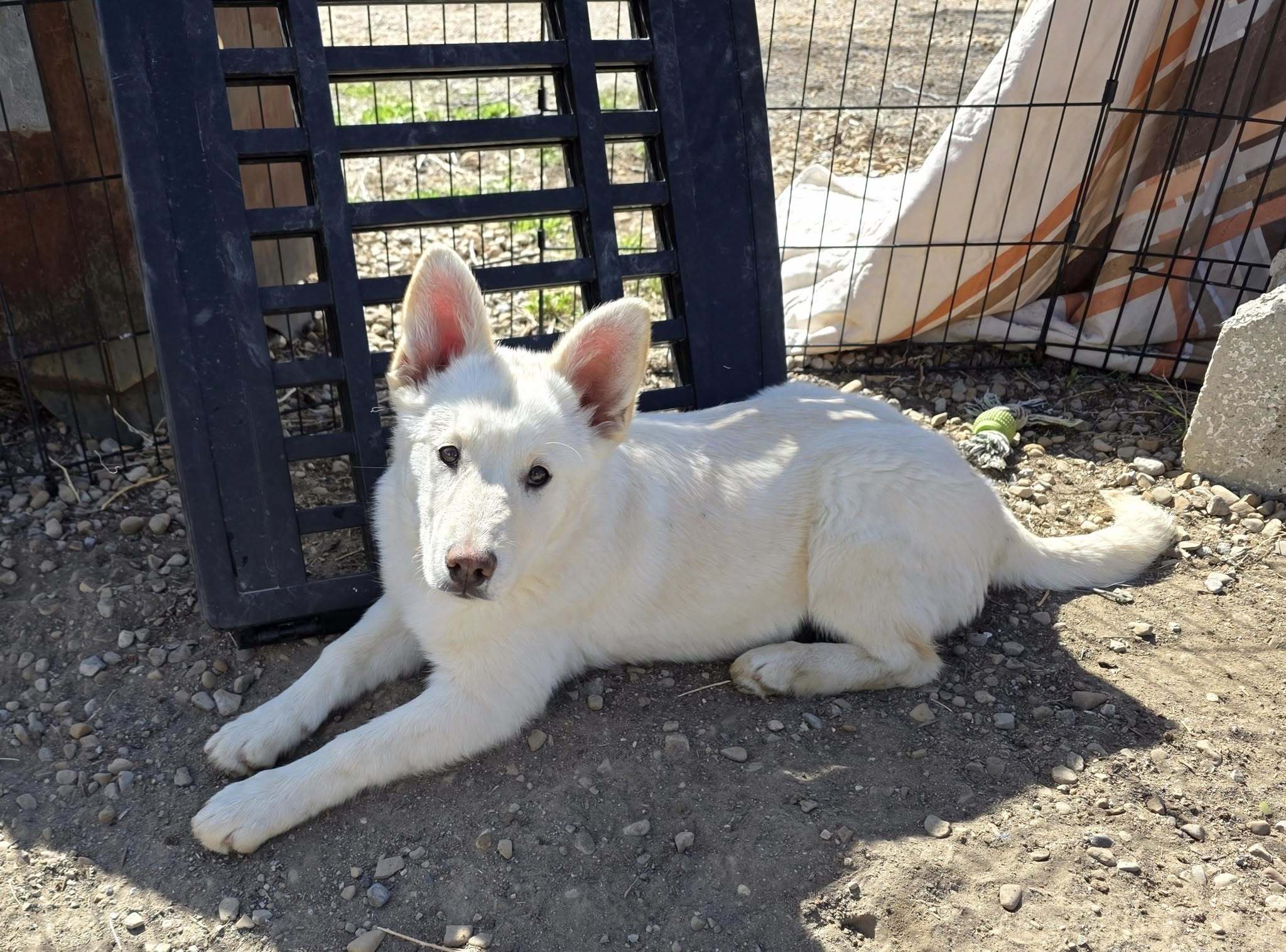 Callie, an adoptable Siberian Husky in Castle Dale, UT, 84513 | Photo Image 3