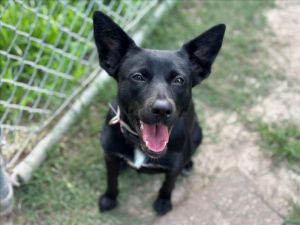 Meet Paulina Paulie A1994956 this 2 year old sweet lab mix who loves people Paulie is well hous