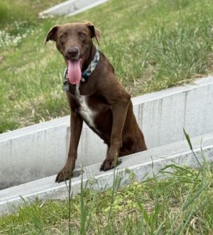  Meet Walter A2003172 Your New Best Friend  Walter is a 3-year-old Lab mix whos loyal affect