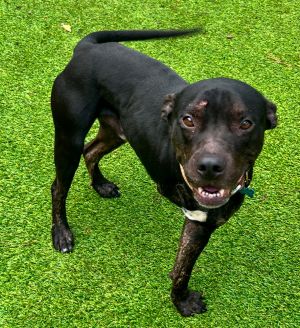 Three legs are better than fourgo ahead prove us wrong Yard was found as a stray in rural Upson Co