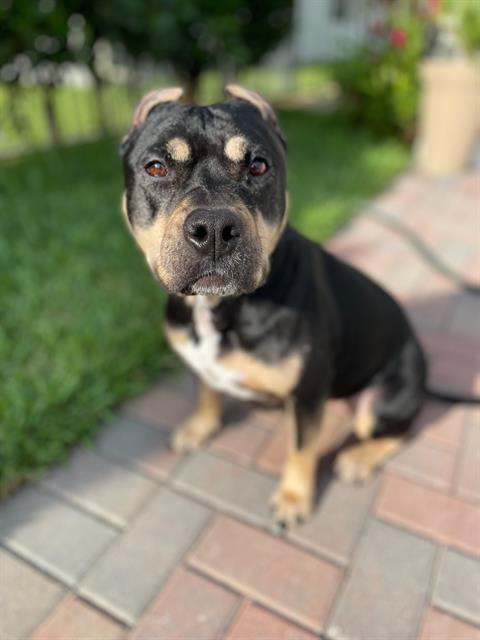 LOLA