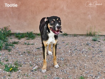 TOOTIE, an adoptable Mixed Breed in Santa Fe, NM, 87507 | Photo Image 1