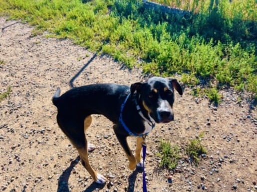 TOOTIE, an adoptable Mixed Breed in Santa Fe, NM, 87507 | Photo Image 1