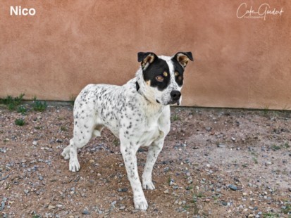 NICO, an adoptable Mixed Breed in Santa Fe, NM, 87507 | Photo Image 1
