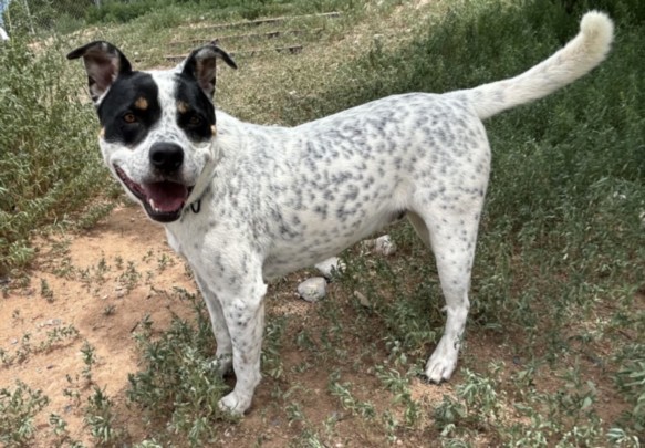 NICO, an adoptable Mixed Breed in Santa Fe, NM, 87507 | Photo Image 1