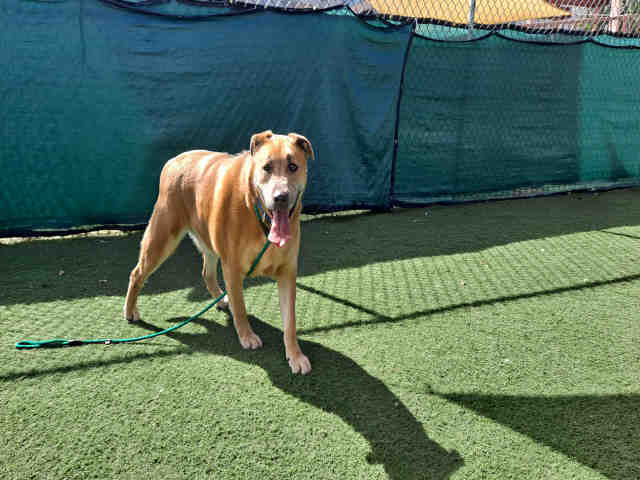 BUSTER BROWN